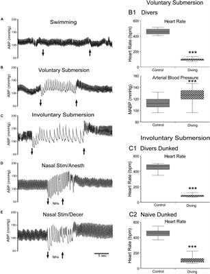 Frontiers | The Mammalian Diving Response: Inroads to Its Neural Control